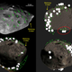 Computer models showing the possible paths of rolling boulders on Phobos following the Stickney impact.
